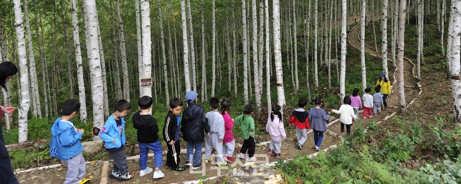 북부지방산림청은 방문객 급증으로 몸살을 앓고 있는 인제 자작나무숲의 지속적인 이용과 관리를 위한 2020년 연구용역을 추진하기로 했다. 사진=북부지방산림청.