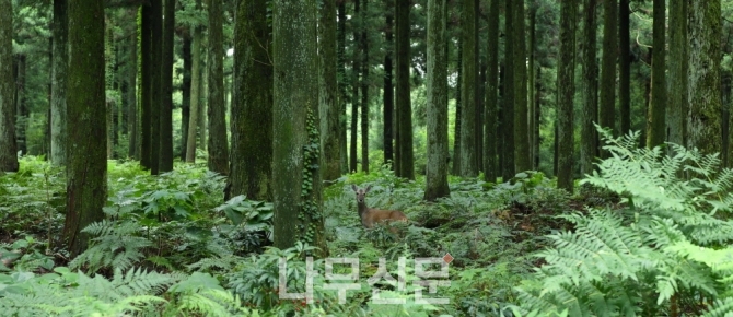 국립산림과학원은 5월16일부터 제주도 한남연구시험림 숲 탐방을 시작한다. 사진=산림과학원.