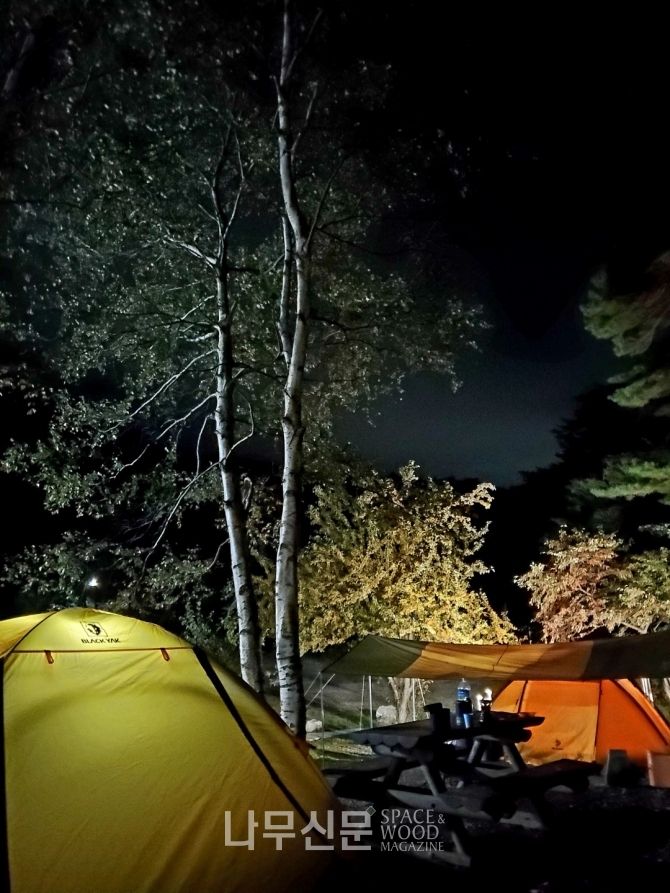 한국등산･트레킹지원센터에서는 10월과 11월 대관령숲길과 백두대간트레일에서 ‘포레스트 캠프’를 운영한다. 사진은 대관령 소나무숲길과 자연휴양림 캠핑, 한국등산･트레킹지원센터 제공.