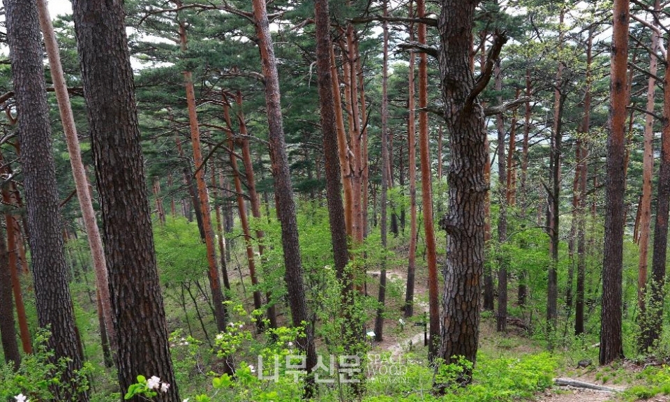 한국등산트레킹지원센터 대관령소나무숲길이 ‘친환경 추천 여행지’로 선정됐다.