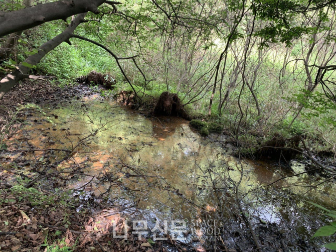 국립수목원은 DMZ 일대 서부지역 민통선 내에서 새로운 산림습원 7개소를 발견했다. 사진은 김포 가금리 습원 전경.