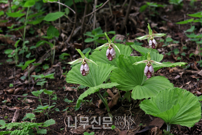산림청 국립수목원은 22일 ‘한국의 희귀식물_한국 관속식물 적색목록’을 발표할 예정이다. 사진은 광릉요강꽃.