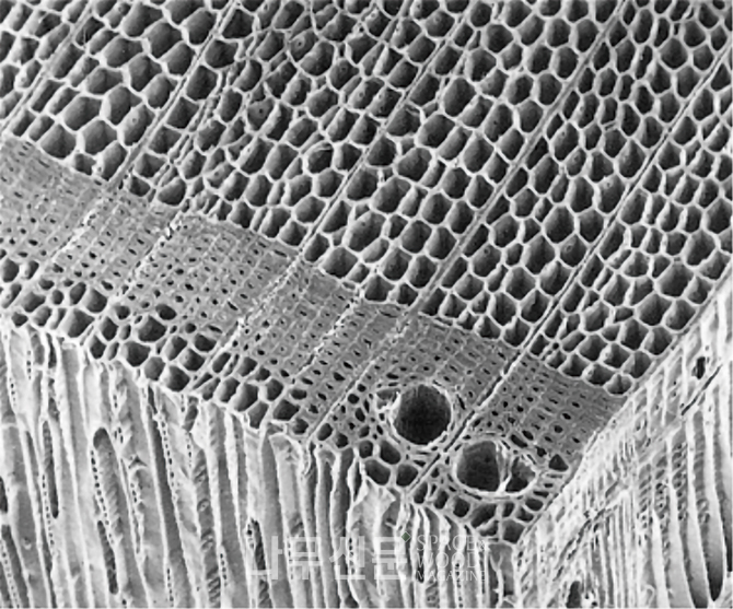 사진1 : 목재의 현미경적 구조.