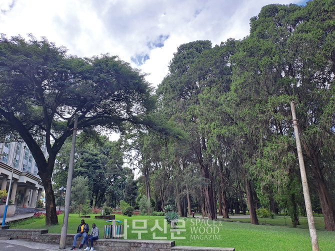 아디스아바바 대학 본관 앞의 아름드리 수목들