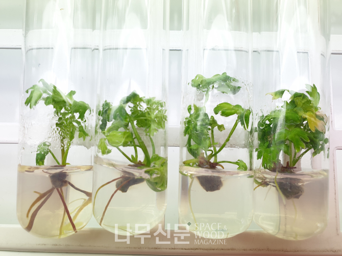 천궁기내식물체.