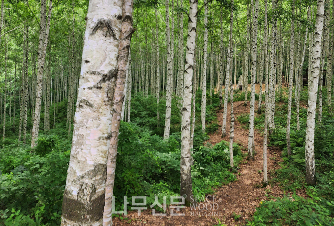 인제 자작나무숲.