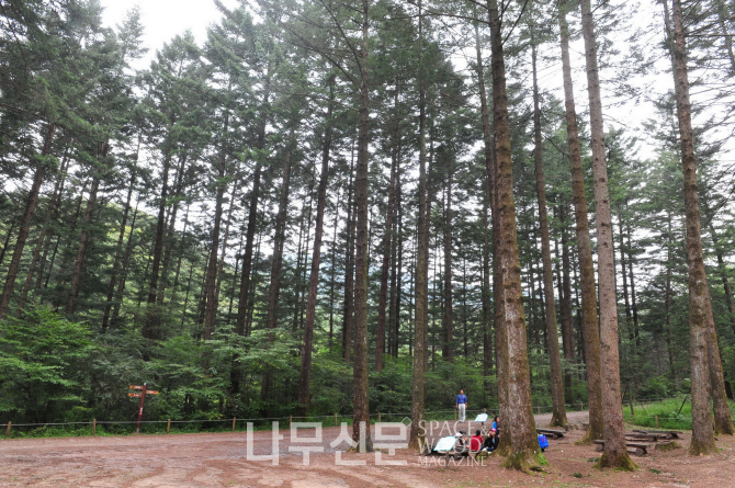 국립수목원 전나무 숲_경기도 포천시 소흘읍.