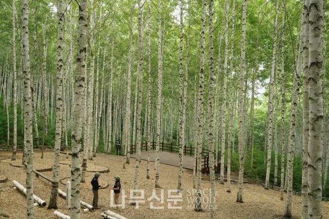 인제군 자작나무 숲_강원도 인제군 원대리.