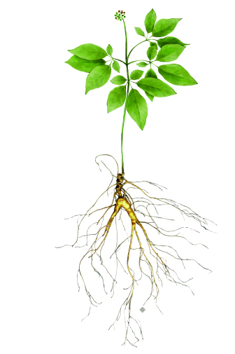 산양삼