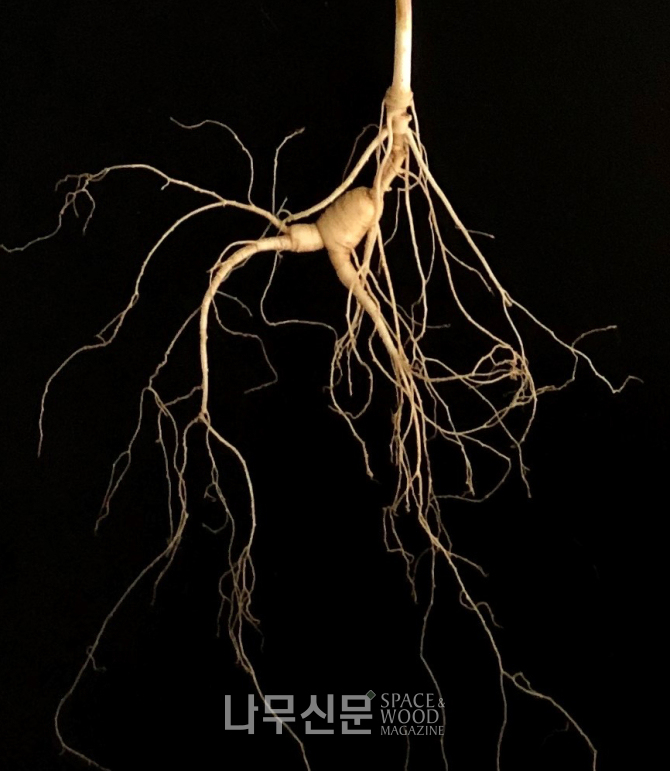 10년근 산양삼