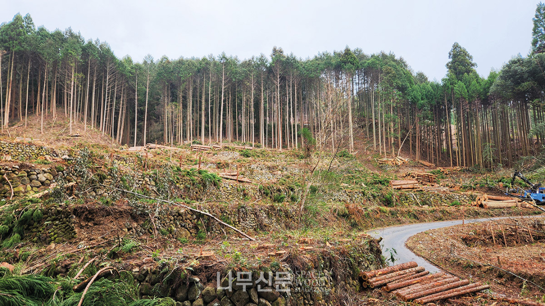 우키하 산림조합의 벌목현장. 70여년 전 농경지에 조림된 산림이다. 사진 아래 쪽에 산을 밭으로 이용하기 위한 석축이 보인다. 오른쪽 아래에 보이는 아스팔트 길이 임도다.