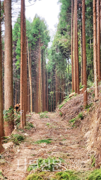 벌목현장의 작업로. 벌목이 끝난 후에도 그대로 존치돼서 이후의 조림이나 숲가꾸기에 이용된다.