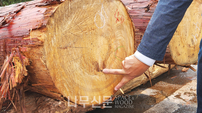 이처럼 원목 중간에 나뭇가지가 잘린 자국이 있으면 나무가 어릴 때 가지치기를 했다는 뜻이다. 이런 나무에서 무절 등 고급 목재가 생산된다.