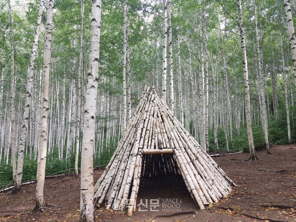 인제 자작나무숲이 지역 경제 활성화에 크게 기여하고 있다는 분석 결과가 나왔다.