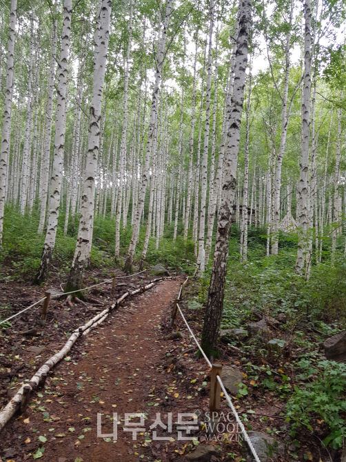 인제 자작나무숲 숲길.
