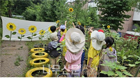 업사이클링으로 꽃이 핀 해바라기를 관찰하는 모습.  사진제공=오금동유아숲체험원<br>